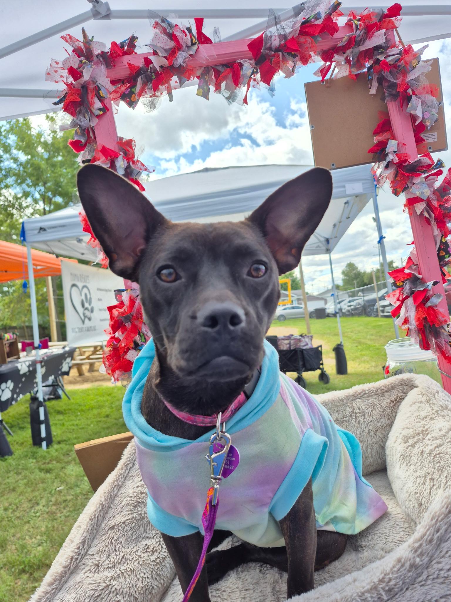 Enlarge Dumpling, an adoptable Terrier in Byron, IL image 2/5