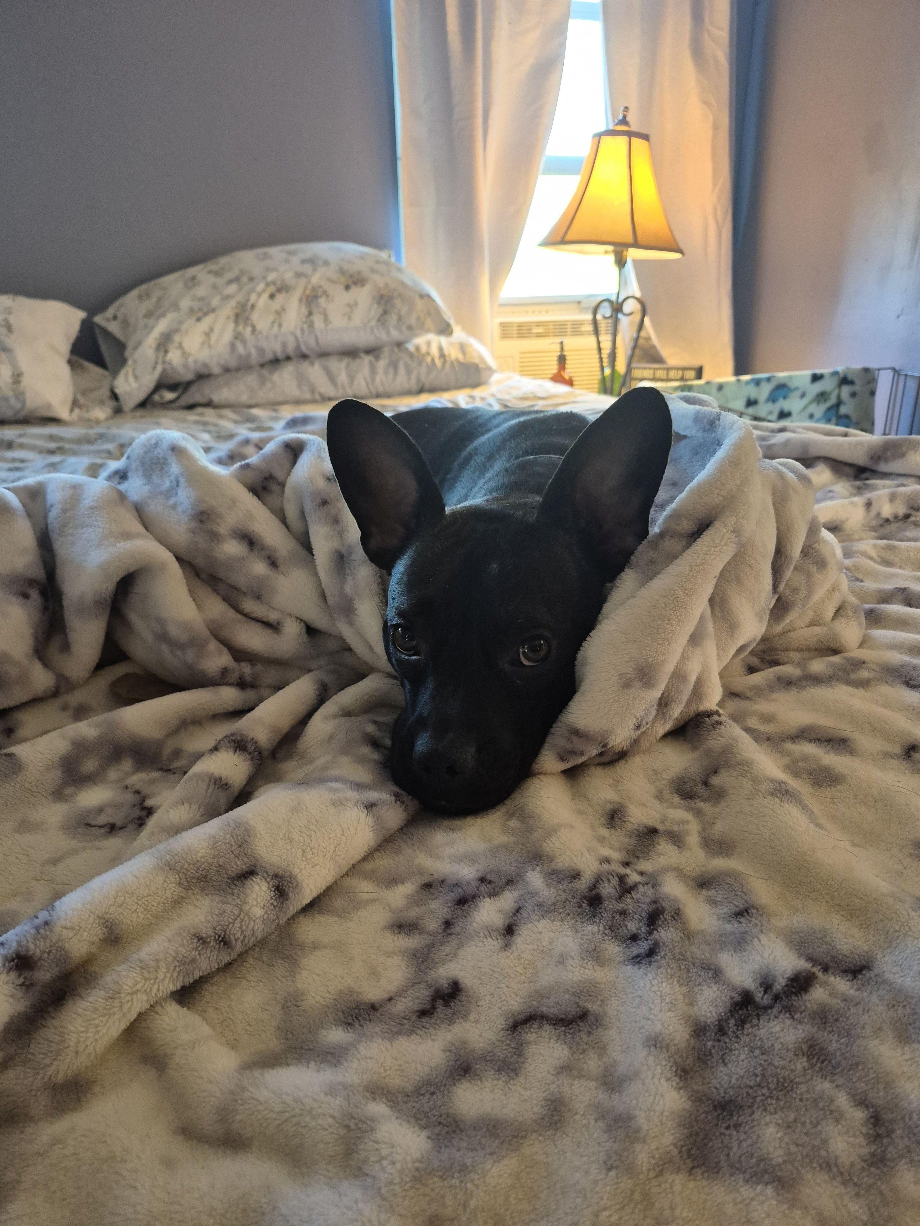 Enlarge Dumpling, an adoptable Terrier in Byron, IL image 3/5