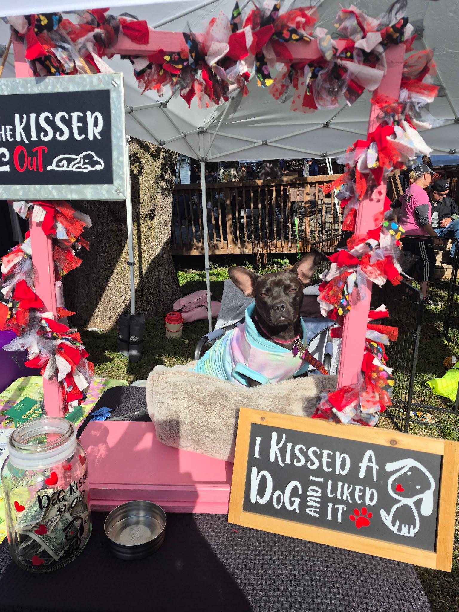 Enlarge Dumpling, an adoptable Terrier in Byron, IL image 4/5