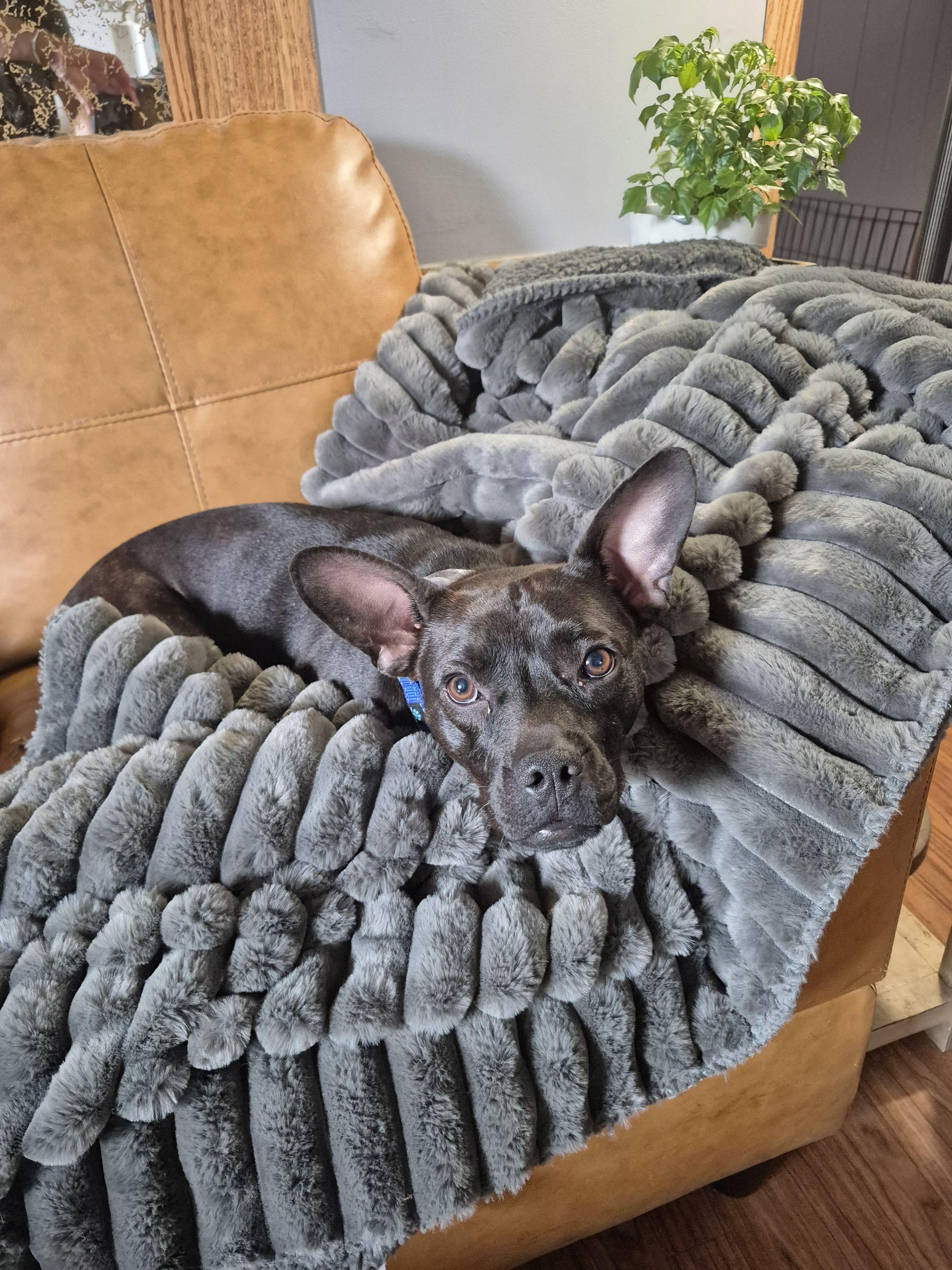 Enlarge Dumpling, an adoptable Terrier in Byron, IL image 5/5