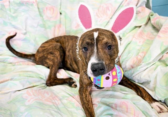 Enlarge TOBIUS, a Adoptable American Staffordshire Terrier in Kalamazoo, MI image 1/1