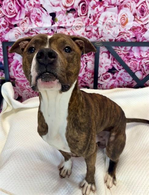 TOBIUS, Adoptable, Adult Male American Staffordshire Terrier.