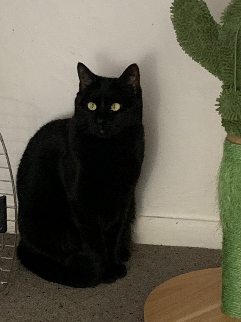 Enlarge Alvie & Willow, a Adoptable Domestic Short Hair in Brooklyn, NY image 1/5