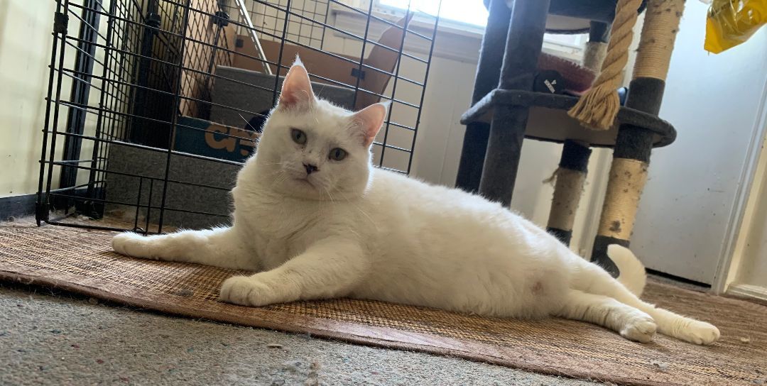Enlarge Alvie & Willow, a Adoptable Domestic Short Hair in Brooklyn, NY image 2/5
