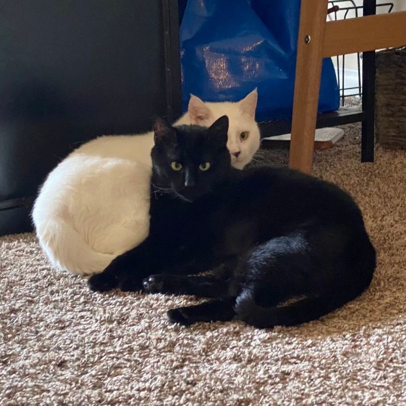 Enlarge Alvie & Willow, a Adoptable Domestic Short Hair in Brooklyn, NY image 3/5