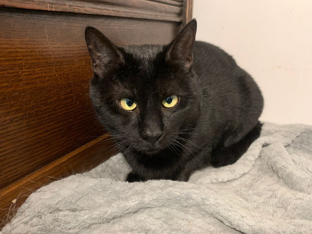 Enlarge Alvie & Willow, a Adoptable Domestic Short Hair in Brooklyn, NY image 4/5