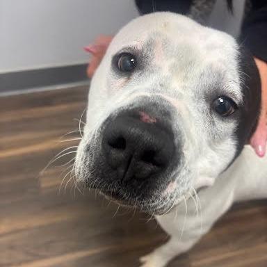 Hambie, Adoptable, Adult Male Mixed Breed.