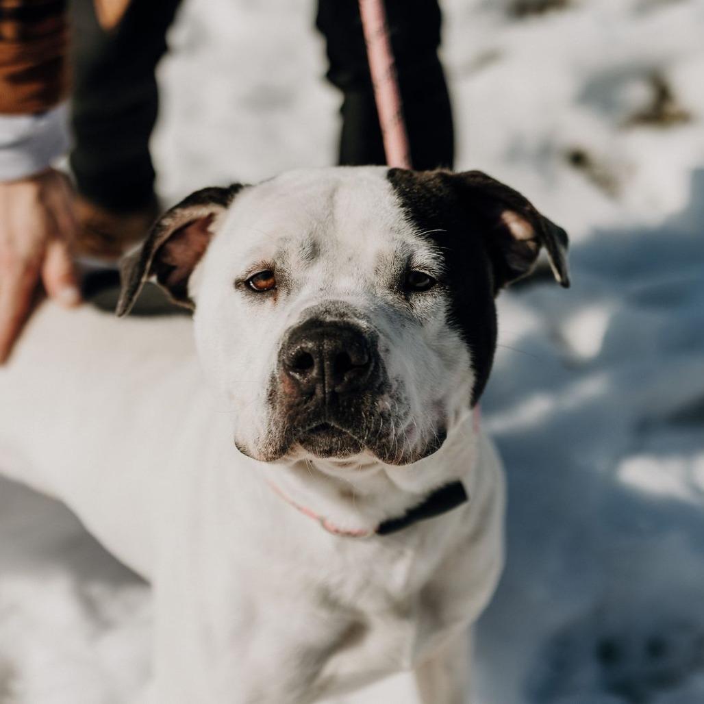 Hambie, Adoptable, Adult Male Mixed Breed.