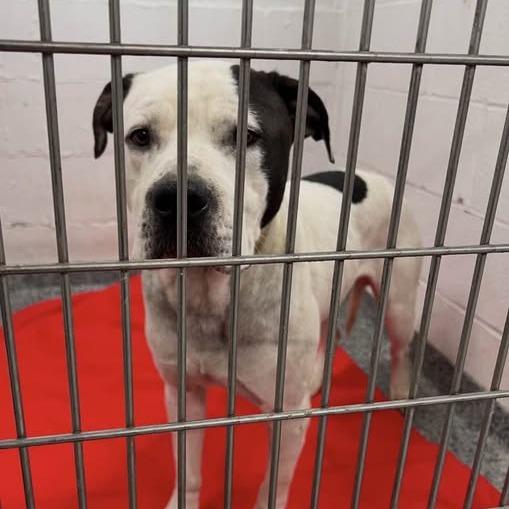 Hambie, Adoptable, Adult Male Mixed Breed.