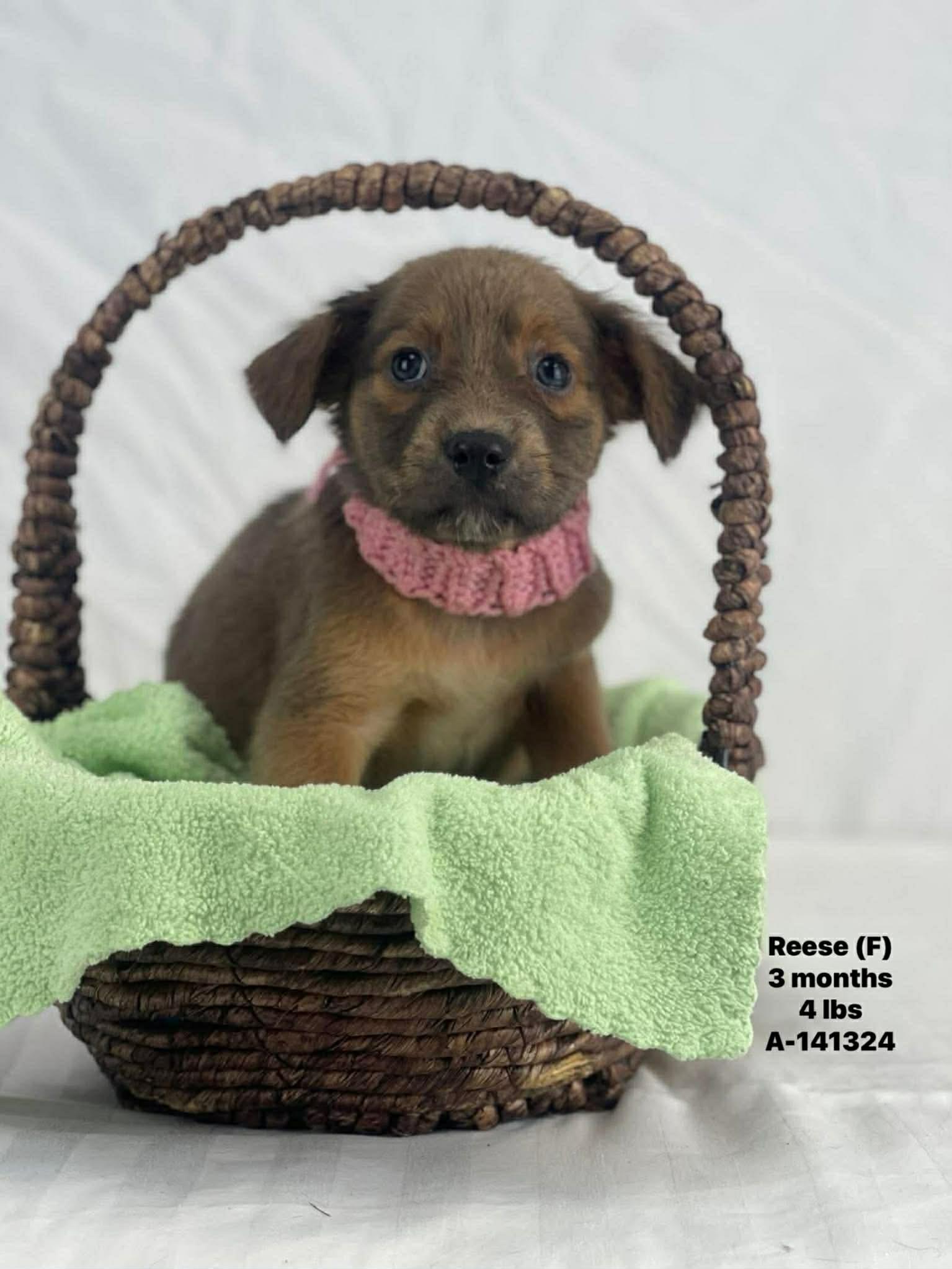 Reese the mixed breed puppy, Adoptable, Puppy Female Chihuahua & Australian Shepherd.