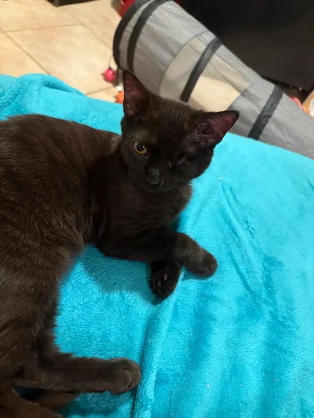 Enlarge Adrian, a Adoptable Domestic Short Hair in North Babylon, NY image 1/7