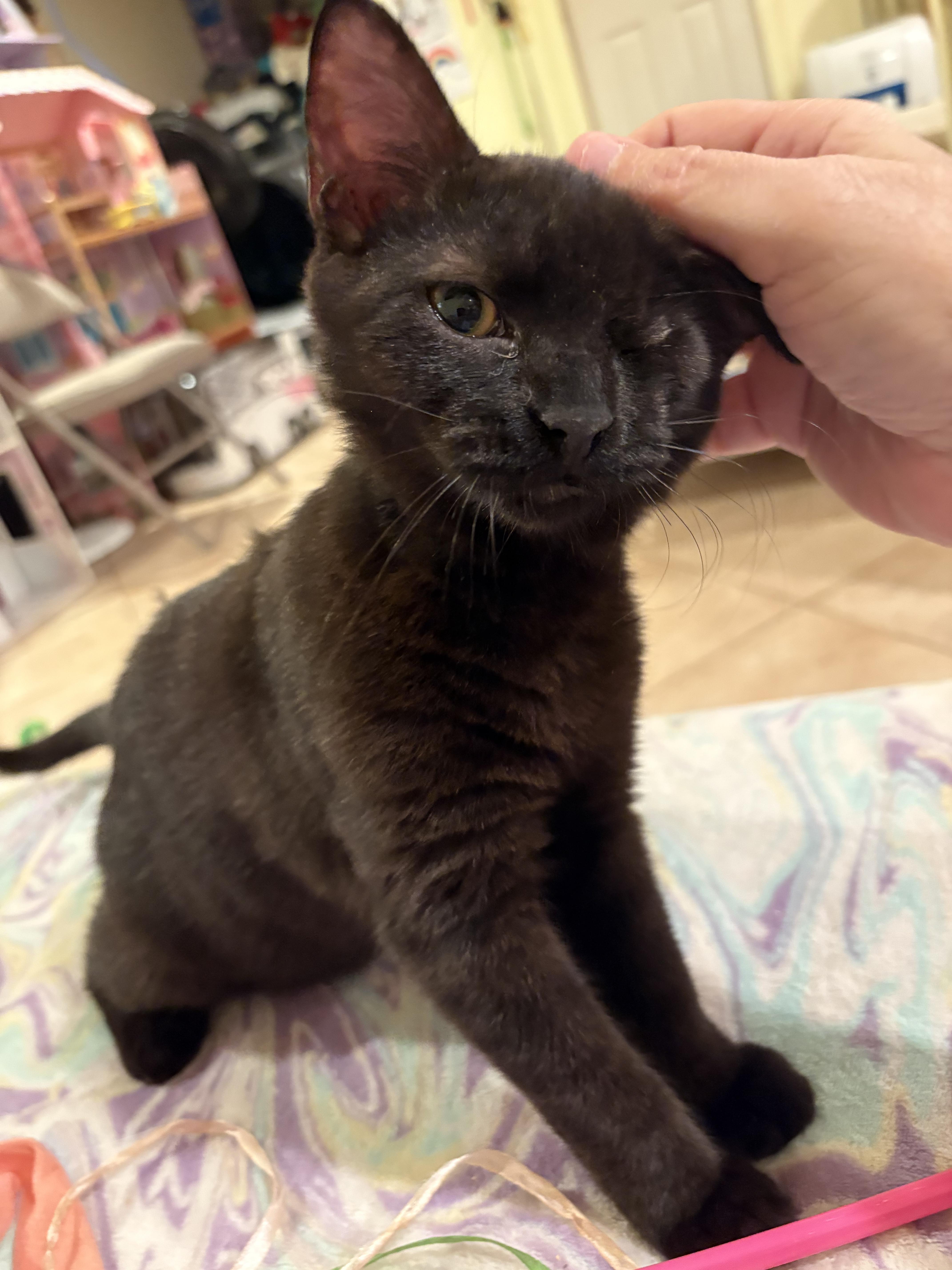 Enlarge Adrian, a Adoptable Domestic Short Hair in North Babylon, NY image 2/7