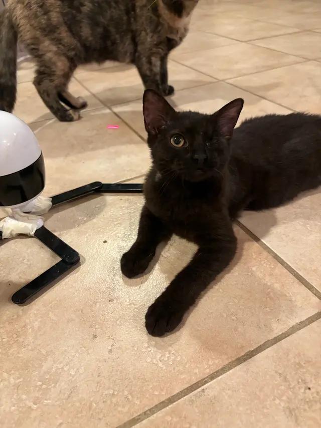 Enlarge Adrian, a Adoptable Domestic Short Hair in North Babylon, NY image 3/7