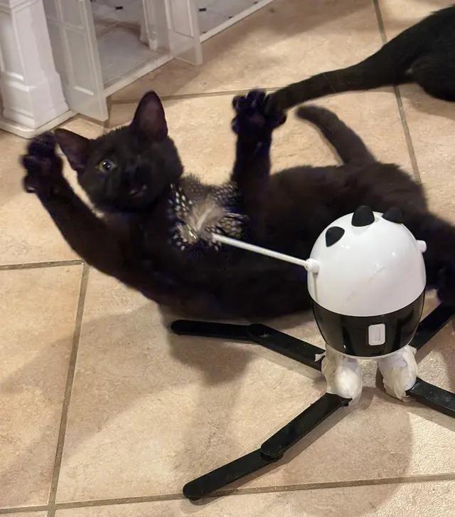 Enlarge Adrian, a Adoptable Domestic Short Hair in North Babylon, NY image 4/7