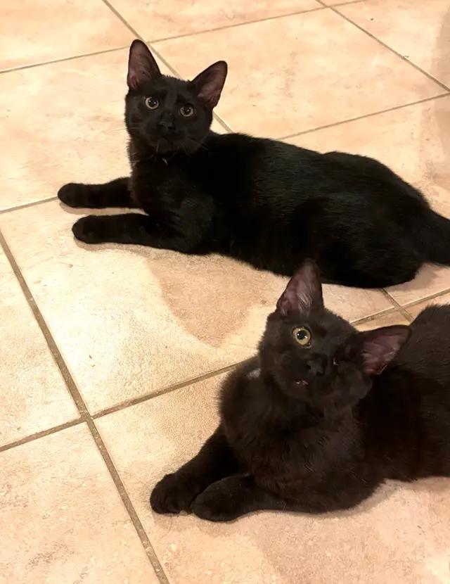 Enlarge Adrian, a Adoptable Domestic Short Hair in North Babylon, NY image 5/7