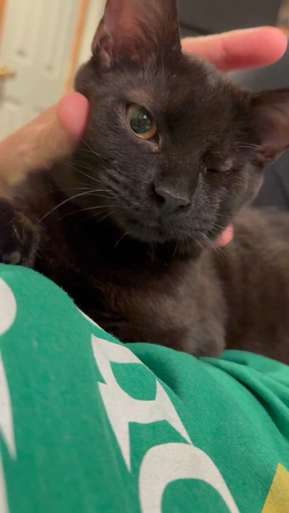 Enlarge Adrian, a Adoptable Domestic Short Hair in North Babylon, NY video 6/7