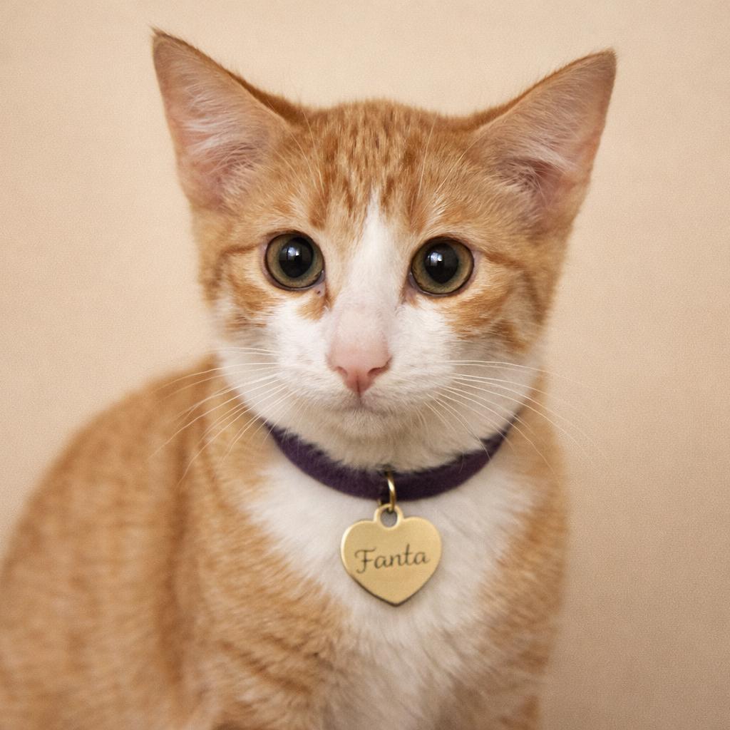 Enlarge Fanta, a Adoptable Domestic Short Hair in Hannibal, MO image 1/1