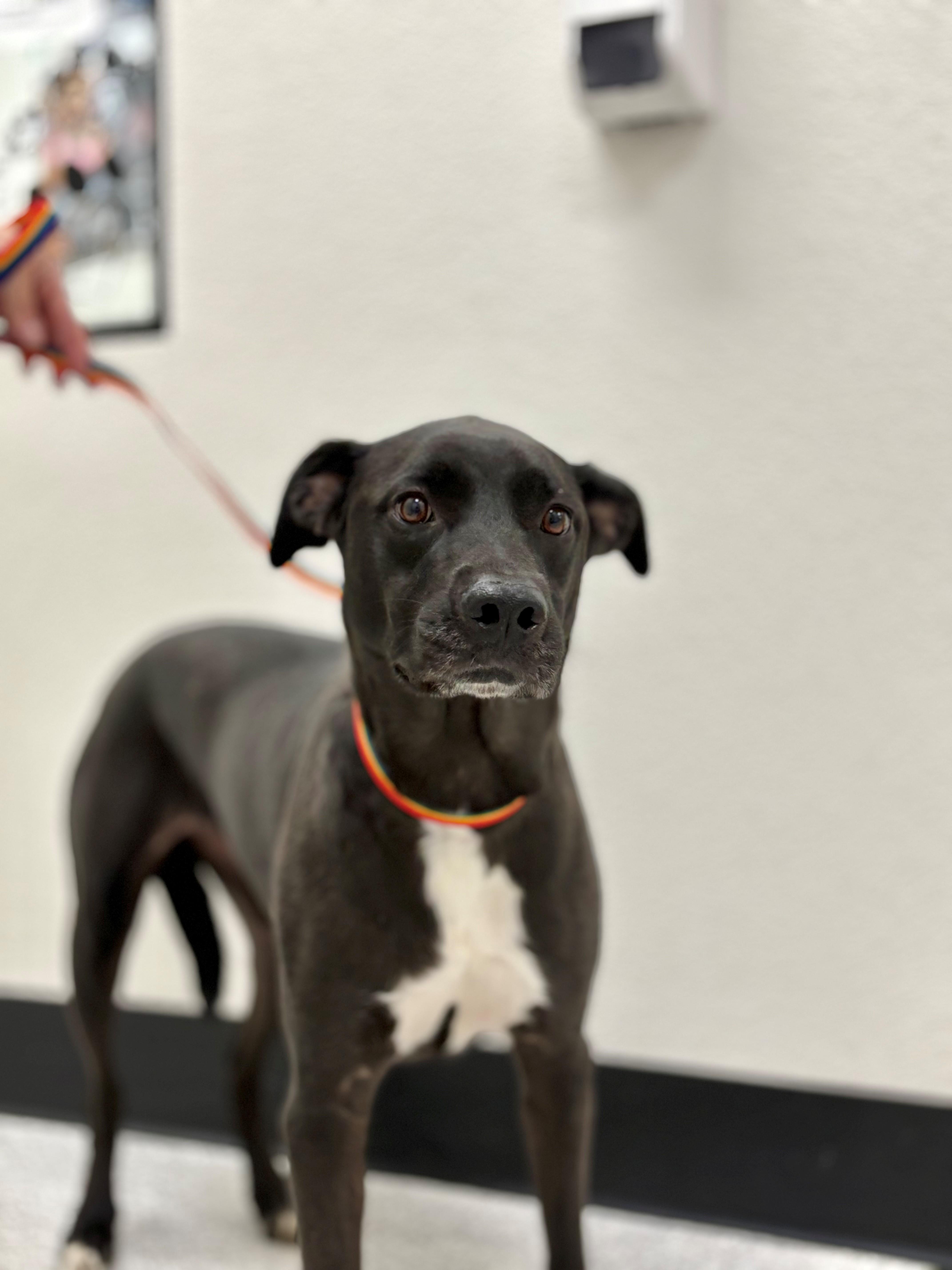Zelda, an adoptable Labrador Retriever in Lake Havasu City, AZ, 86406 | Photo Image 1