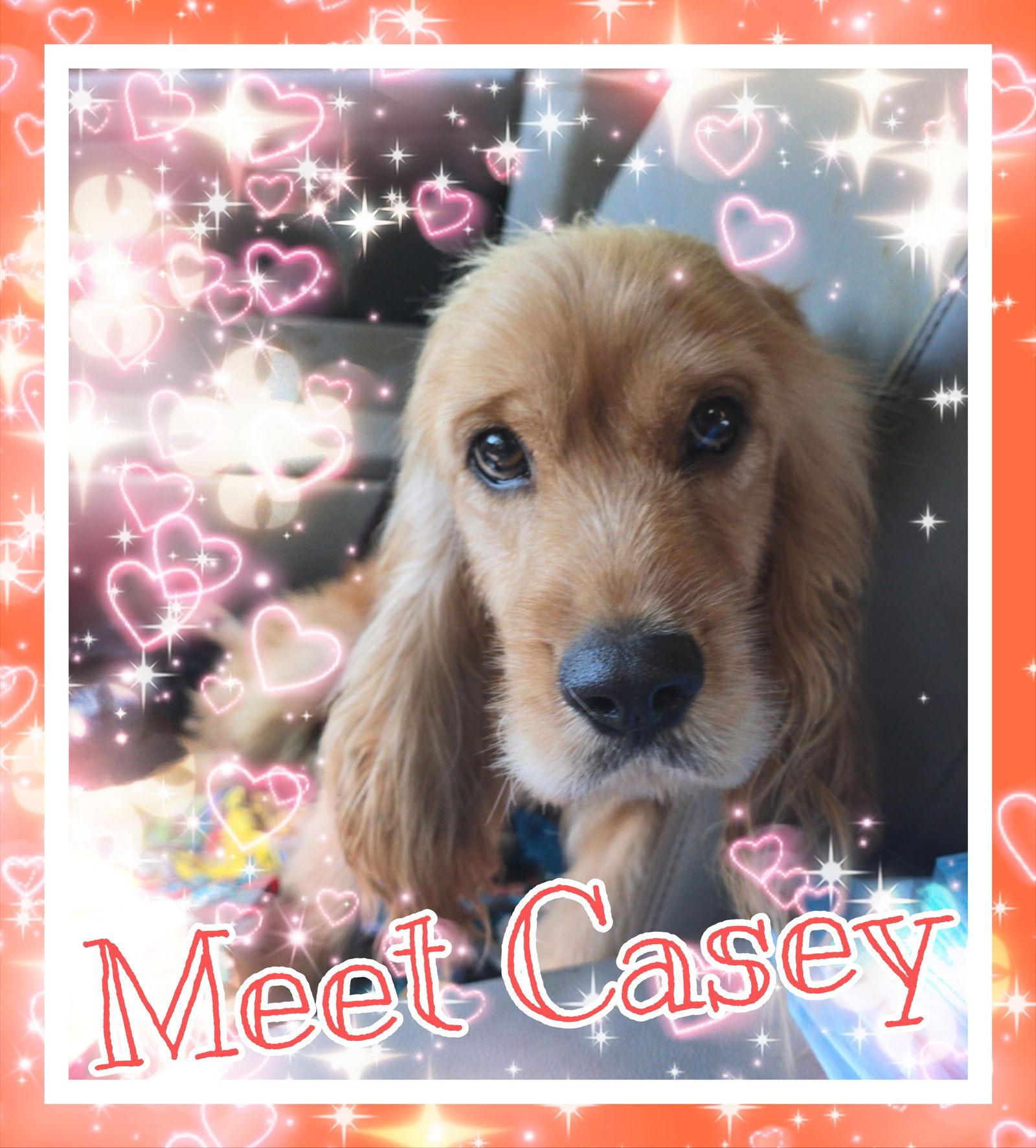 Enlarge Casey, a Adopted Cocker Spaniel in San Antonio, TX image 1/1