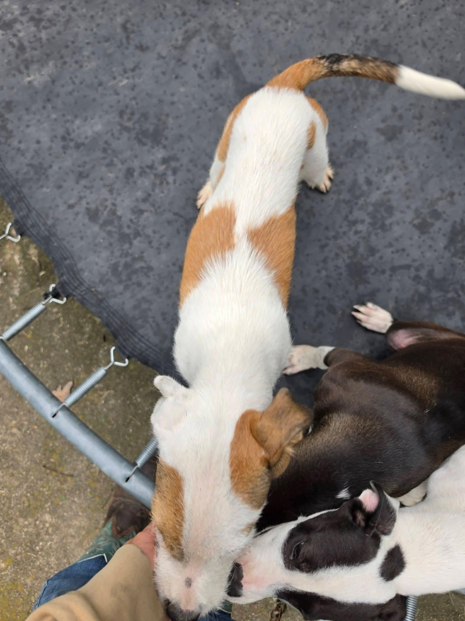 Enlarge Ian, a Adoptable mixed breed in Lexington, MO image 5/5
