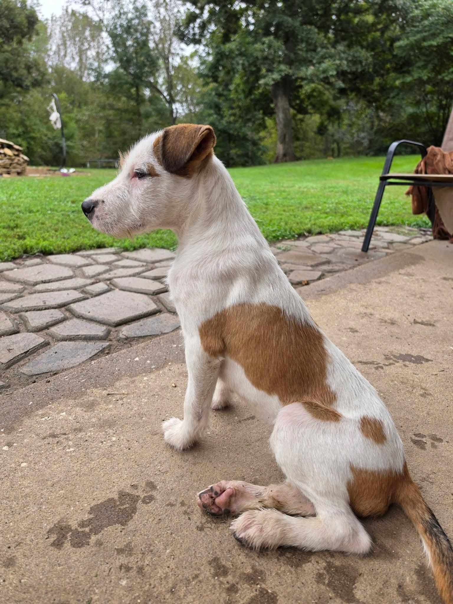 Enlarge Ian, a Adoptable mixed breed in Lexington, MO image 2/5