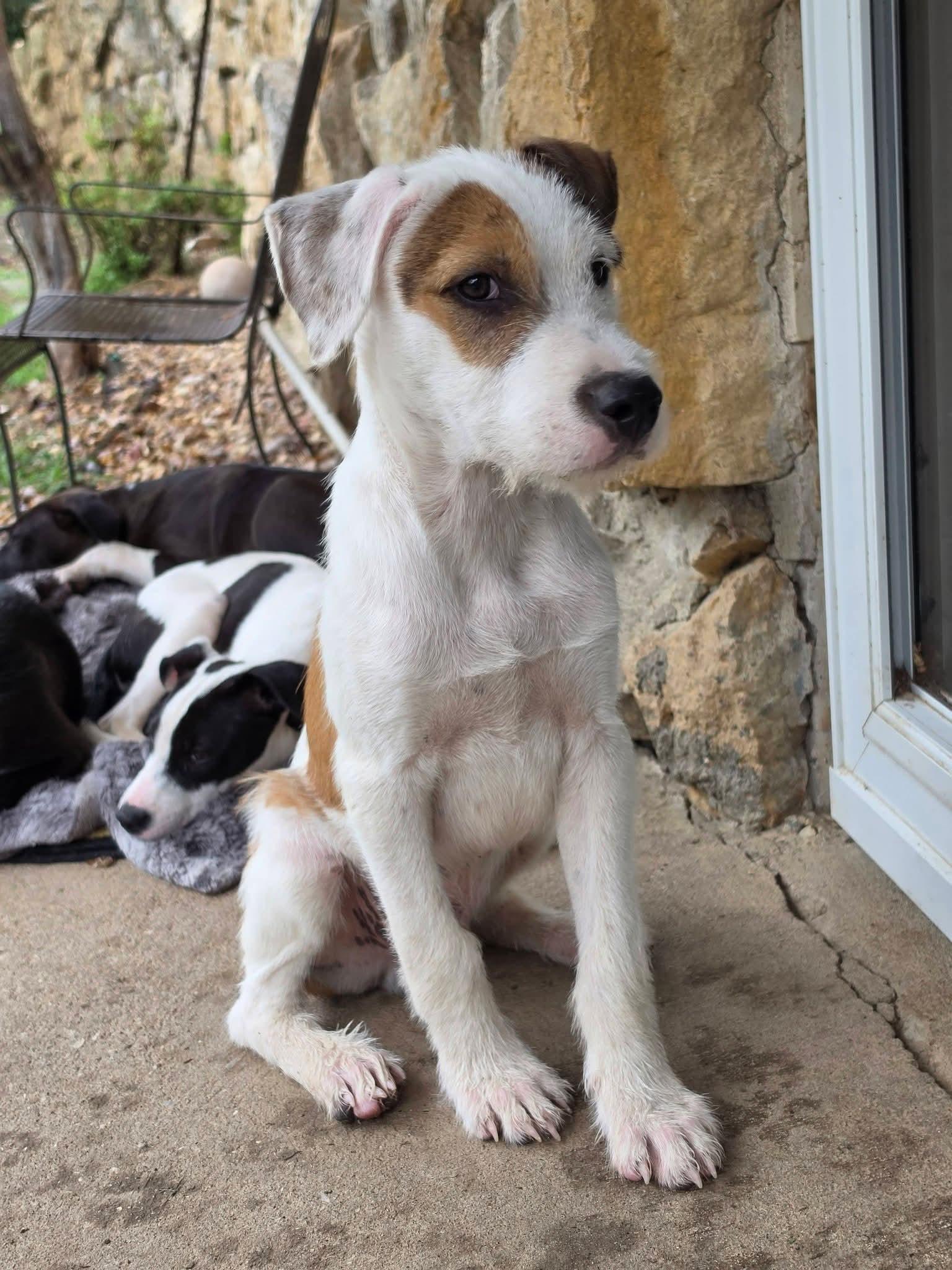 Enlarge Ian, a Adoptable mixed breed in Lexington, MO image 3/5
