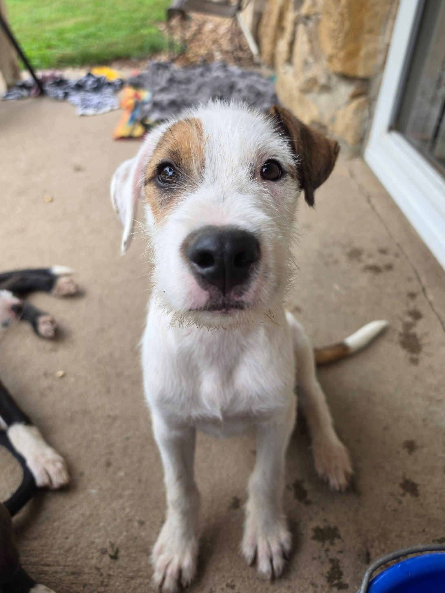 Ian, Adoptable, Puppy Male Poodle & Pit Bull Terrier.