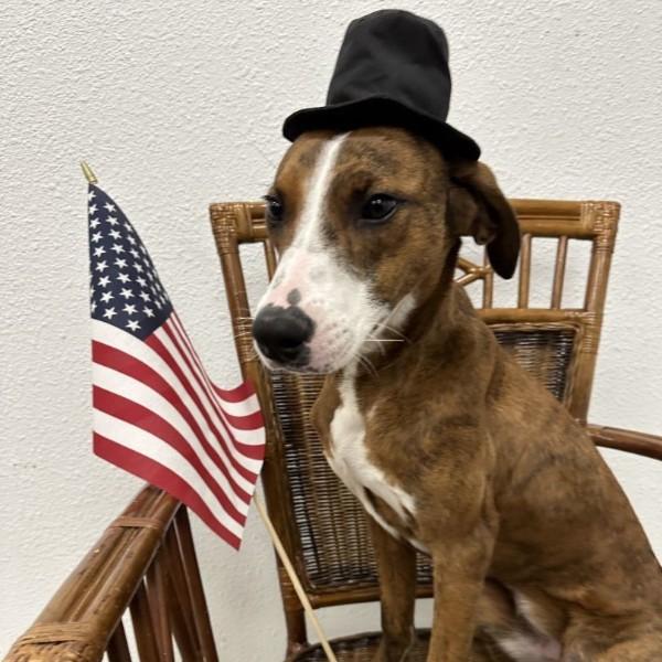 Enlarge Pastel GDP, a Adoptable Pit Bull Terrier in Dallas, TX image 1/2