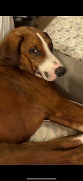 Enlarge Pastel GDP, a Adoptable Pit Bull Terrier in Dallas, TX image 2/2