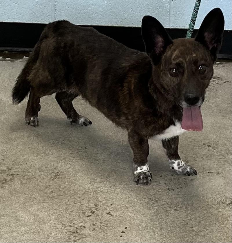 Sadie Mae, adopted, Senior Female Corgi.