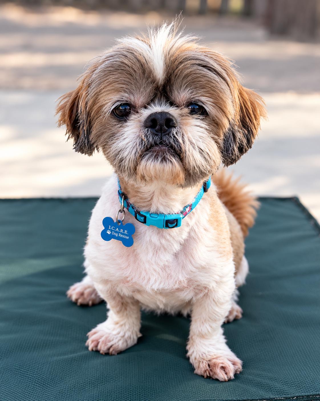 Enlarge Archie, a Adoptable Shih Tzu in Corona, CA image 2/3