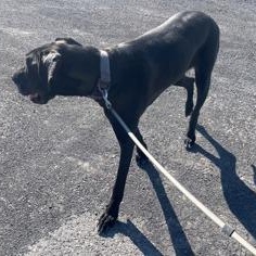 Kira, an adoptable Great Dane in Perth, ON, K7H 3C3 | Photo Image 2