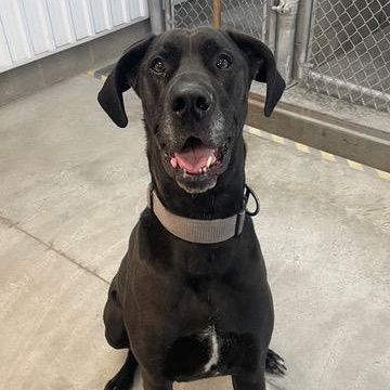 Kira, an adoptable Great Dane in Perth, ON, K7H 3C3 | Photo Image 1