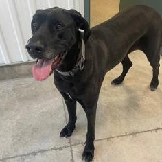 Kira, an adoptable Great Dane in Perth, ON, K7H 3C3 | Photo Image 3