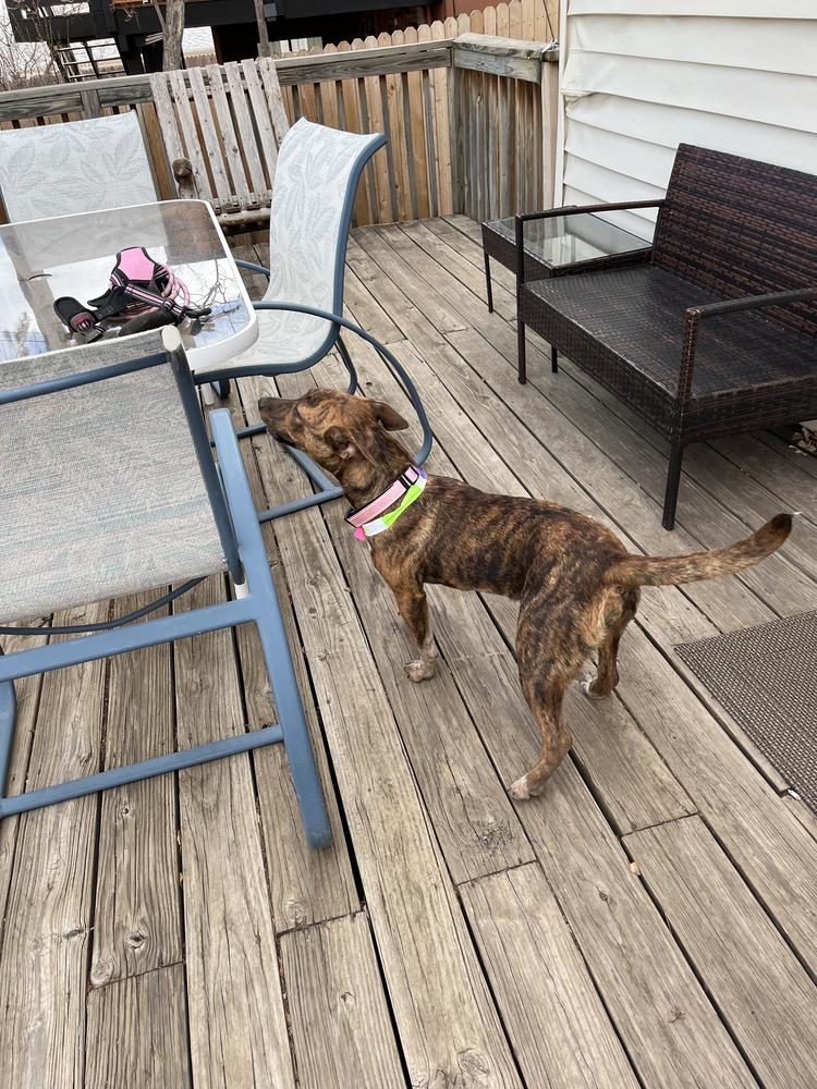 Enlarge Lady, an adopted mixed breed in Commerce City, CO image 4/6