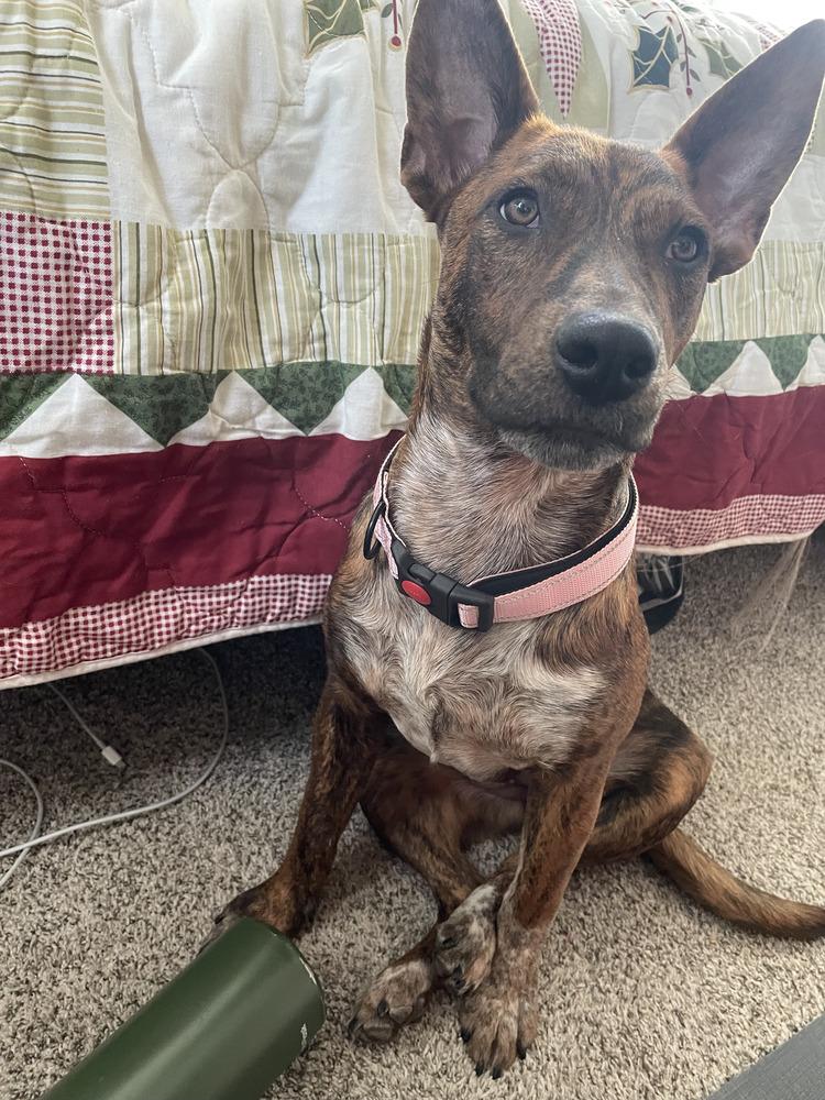 Enlarge Lady, an adopted mixed breed in Commerce City, CO image 2/6