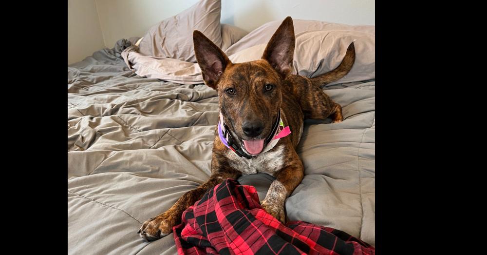 Lady, ADOPTABLE, Young Female Dutch Shepherd.