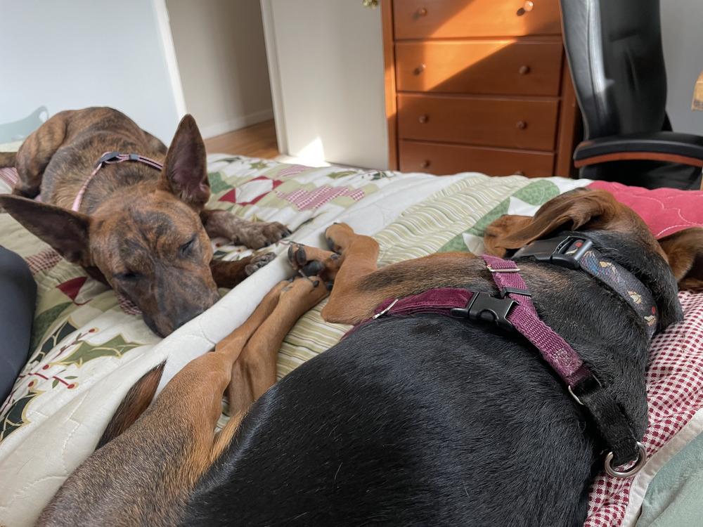 Enlarge Lady, an adopted mixed breed in Commerce City, CO image 6/6