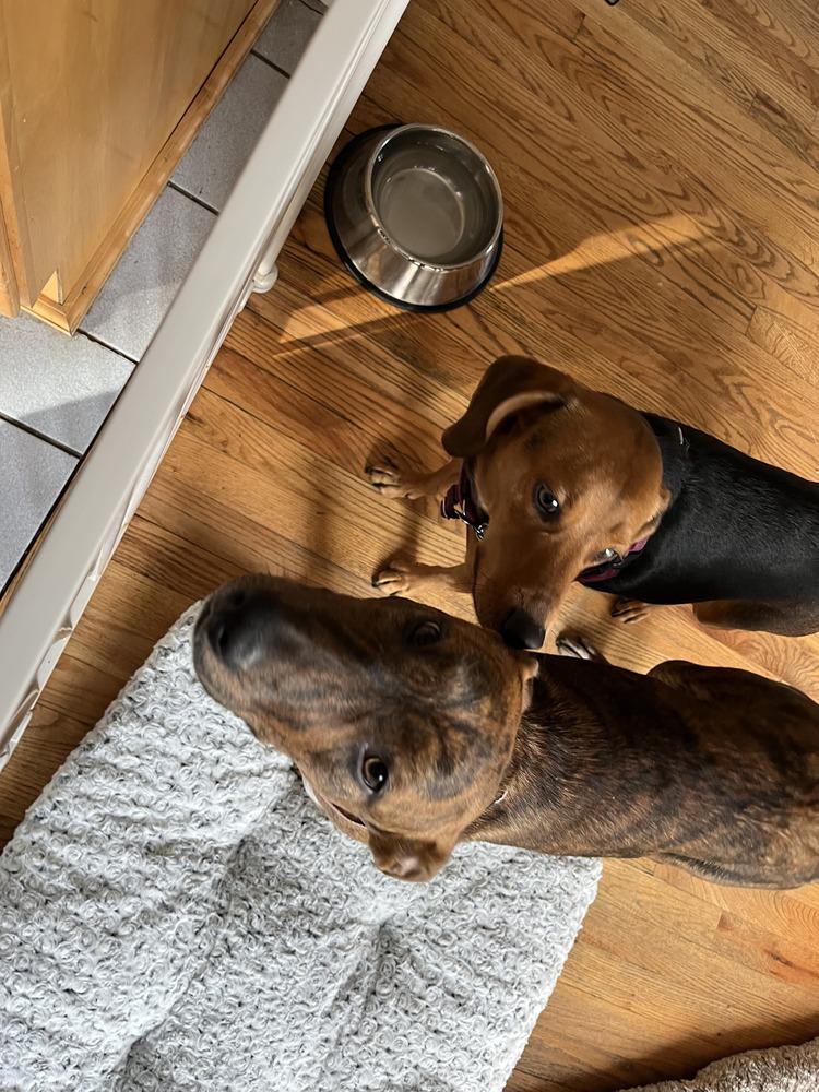 Enlarge Lady, an adopted mixed breed in Commerce City, CO image 5/6