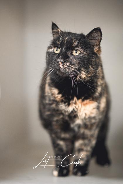 Enlarge Confetti, a Adoptable mixed breed in Kalispell, MT image 1/3