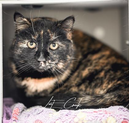 Enlarge Confetti, a Adoptable mixed breed in Kalispell, MT image 2/3