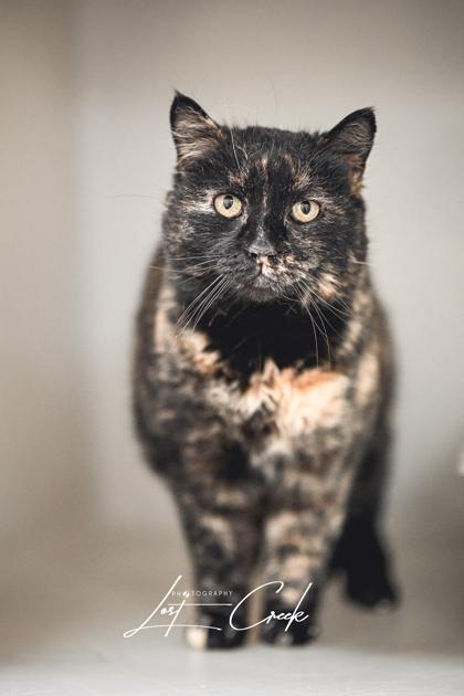 Enlarge Confetti, a Adoptable mixed breed in Kalispell, MT image 3/3