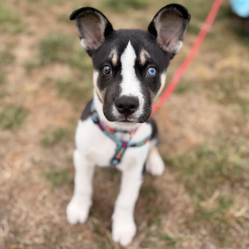Pickles, Adoptable, Puppy Male Husky & Mixed Breed.