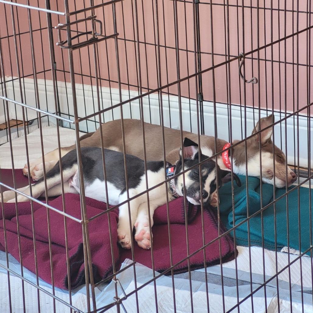 Pickles, a Adoptable mixed breed in Winston Salem, NC image 3/6