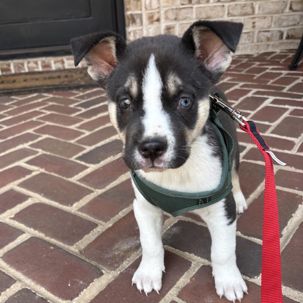 Pickles, a Adoptable mixed breed in Winston Salem, NC image 5/6