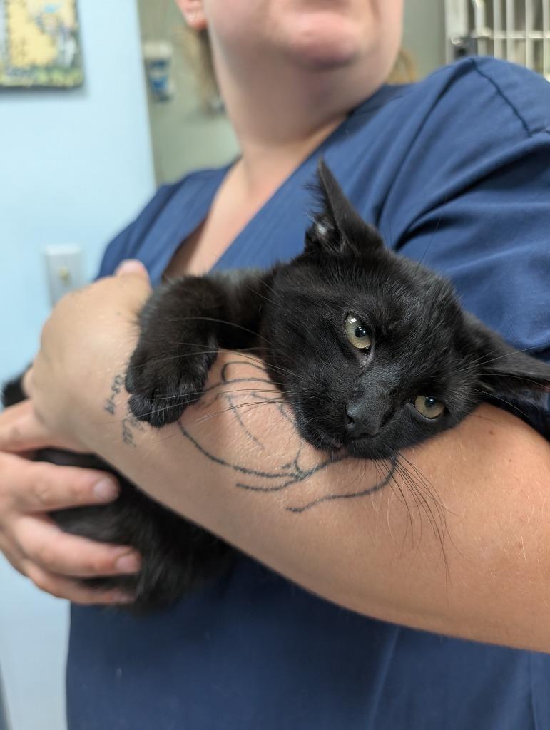 Mason, Adoptable, Kitten Male Domestic Short Hair.