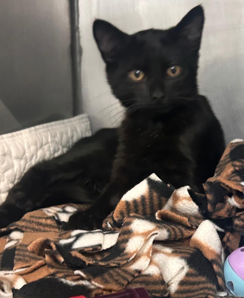 Mason, a Adoptable mixed breed in New Manchester, WV image 6/6