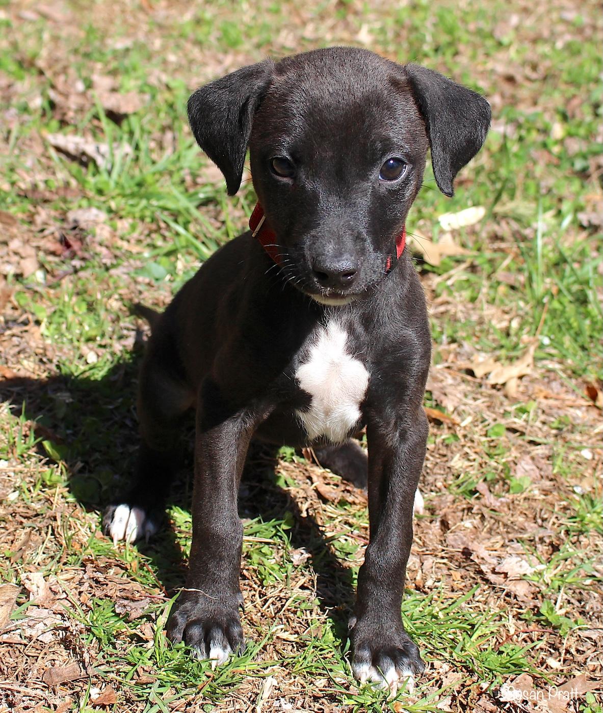 Bunny, a ADOPTABLE mixed breed in Bedford, VA image 6/6