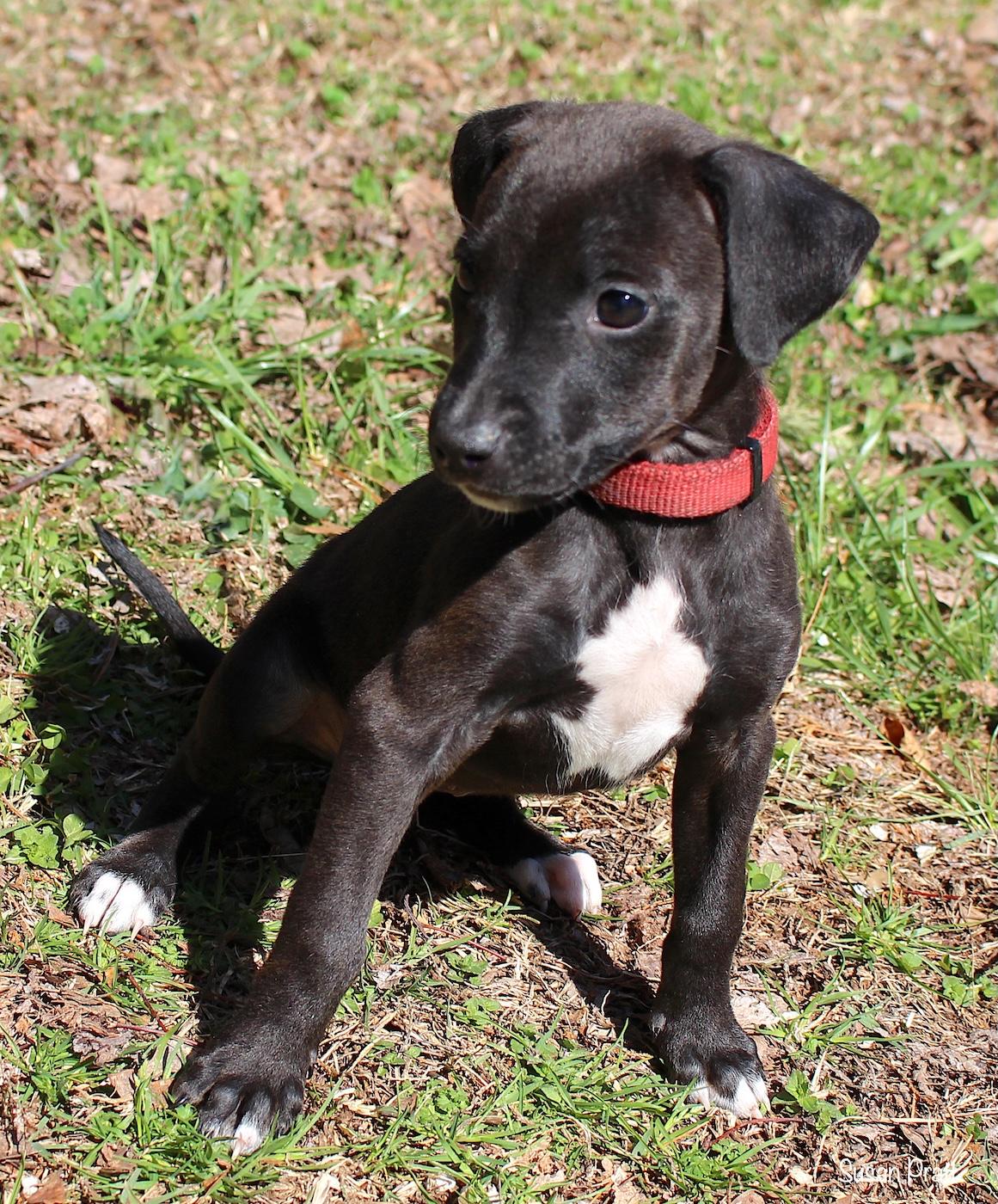 Bunny, a ADOPTABLE mixed breed in Bedford, VA image 3/6
