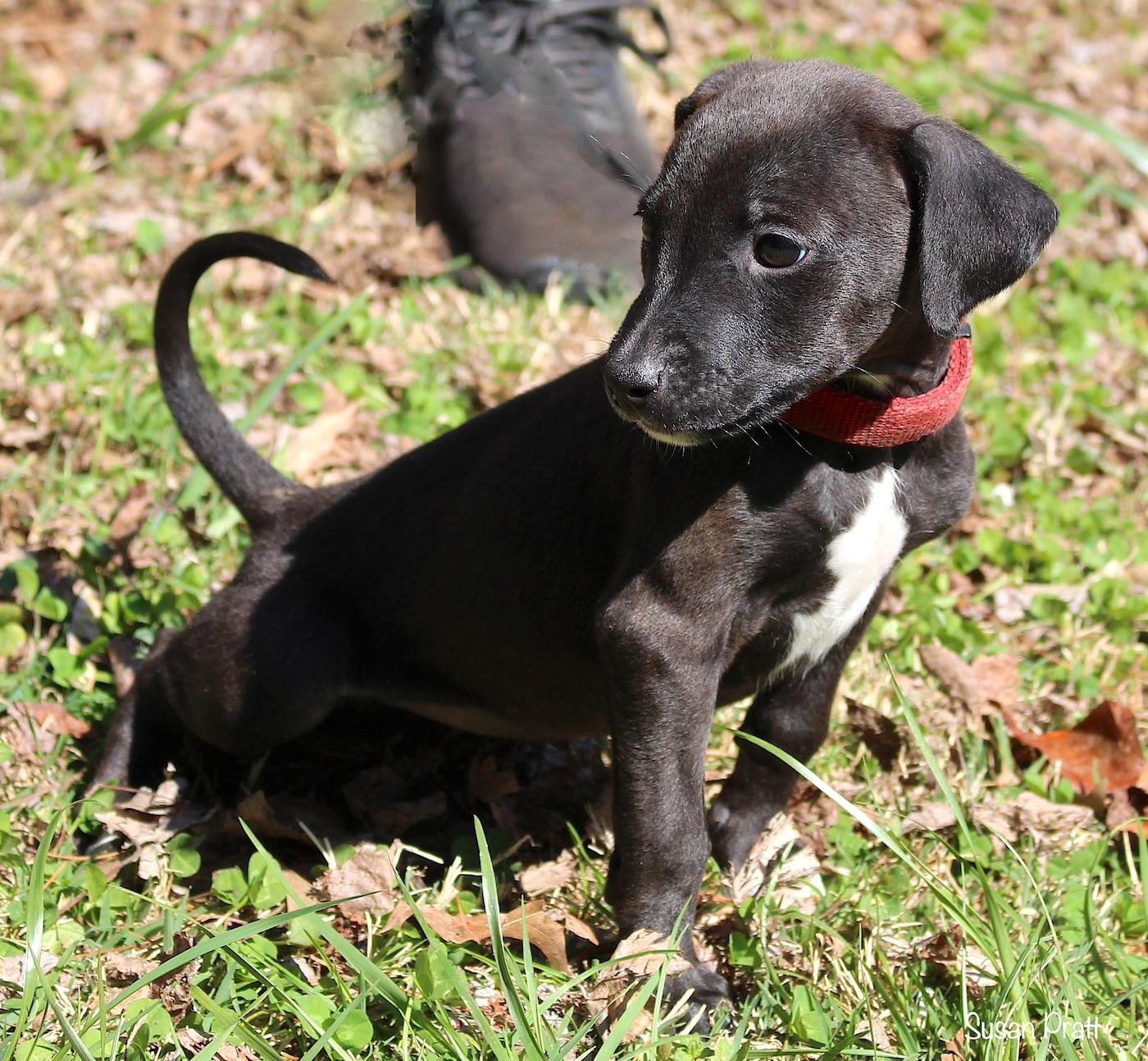 Bunny, a ADOPTABLE mixed breed in Bedford, VA image 5/6